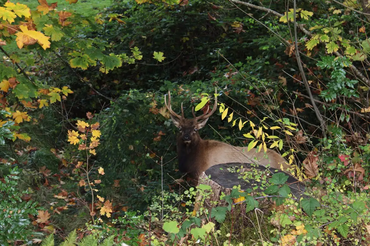 A bull Roosevelt elk with antlers lying among green brush and yellow autumn leaves.