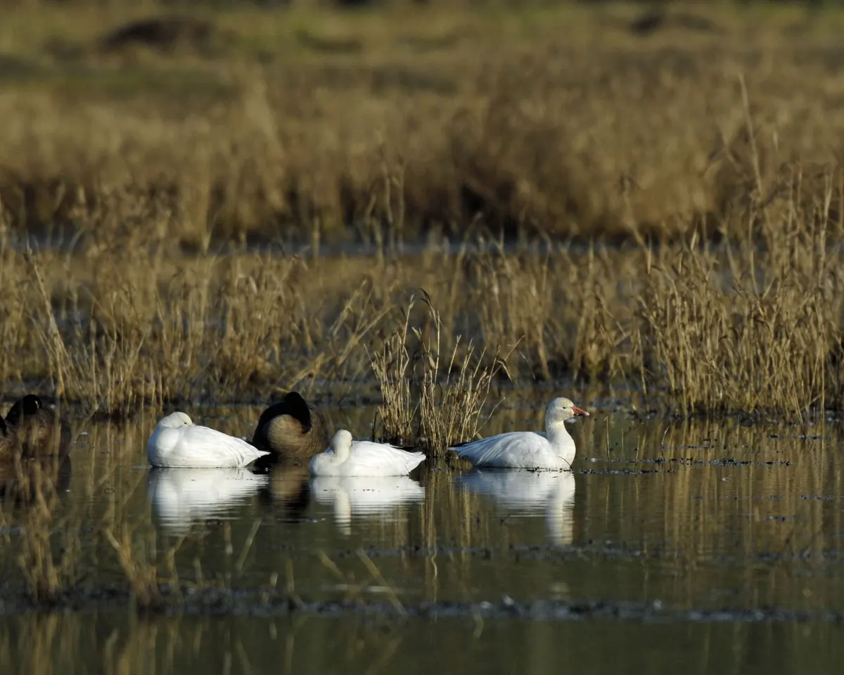 A few white snow geese and a Canada goose resting on shallow water in a marsh of tan grasses.