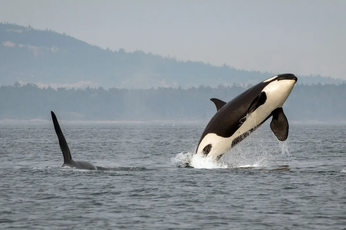 A Southern Resident killer whale leaping clear of the water while another orca swims nearby.
