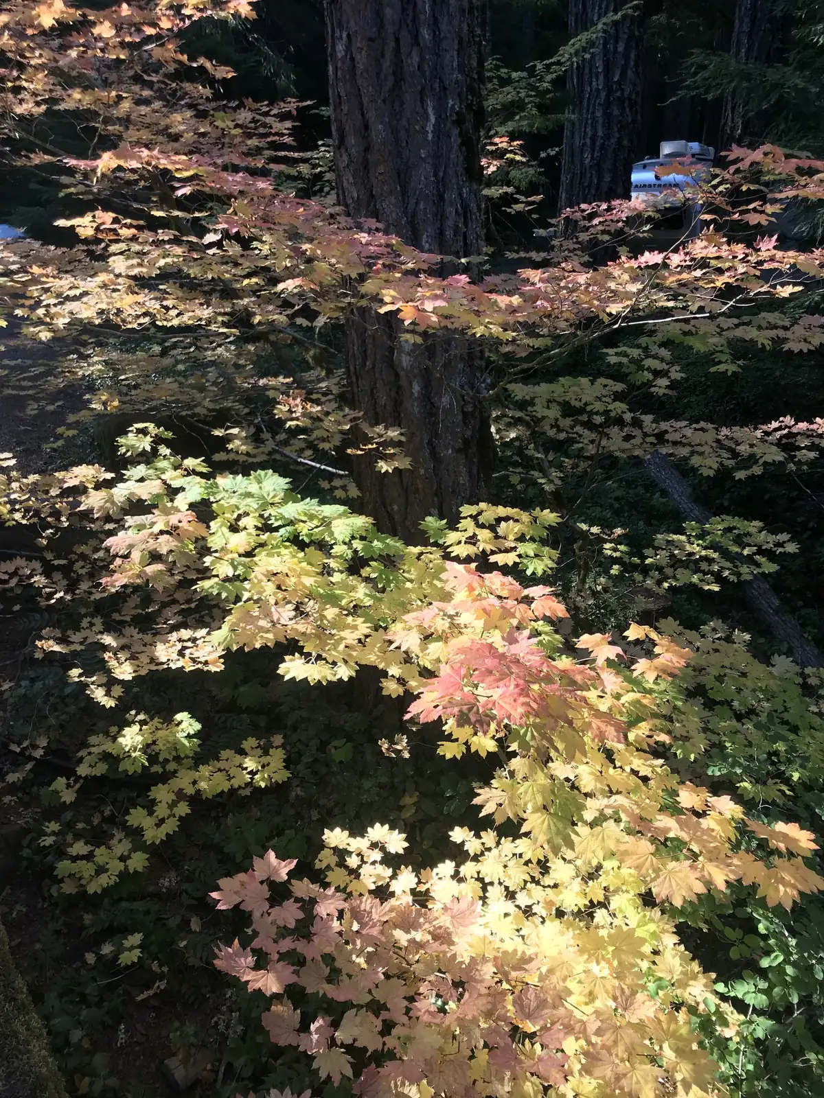 Vine maple branches with bright yellow-orange leaves framing the trunk of a Douglas-fir.