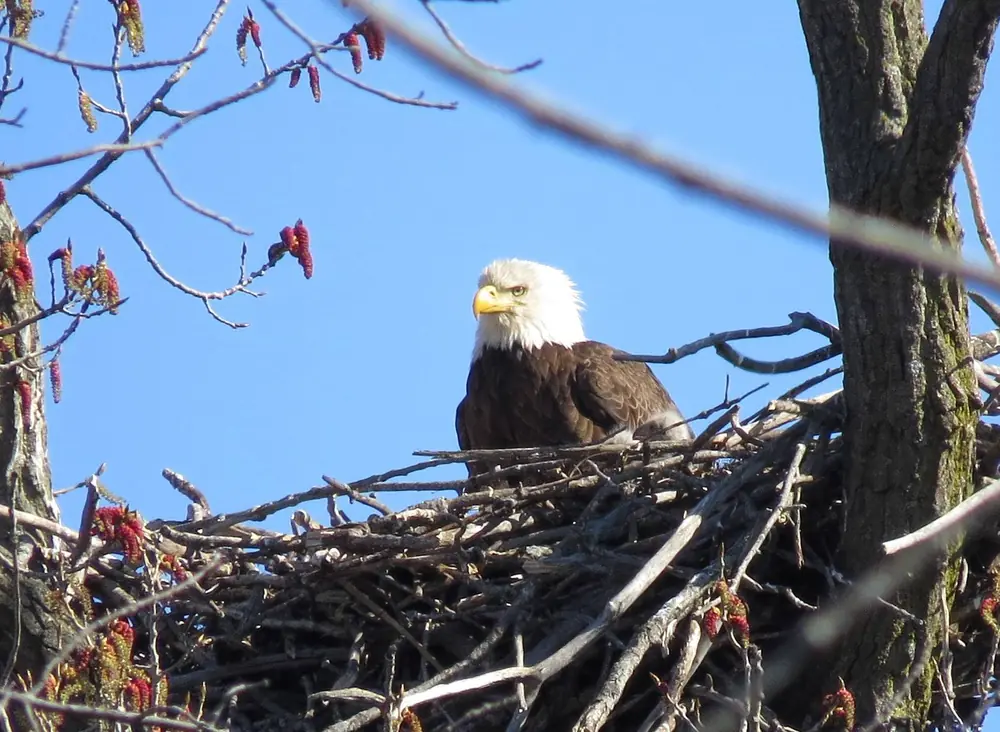 A bald eagle with a white head and yellow bill sits at the edge of a large stick nest against a blue sky, with red maple flowers on bare twigs nearby.