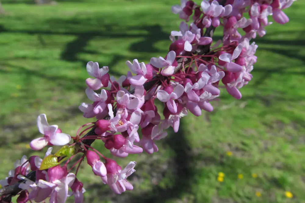A redbud tree in full bloom, its bare branches covered in clusters of pink flowers.