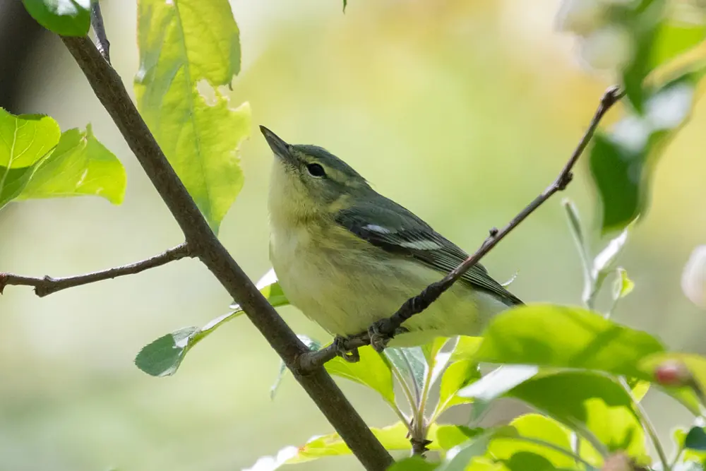 A small gray-blue and pale yellow warbler with white wing bars perches on a twig among fresh green leaves.