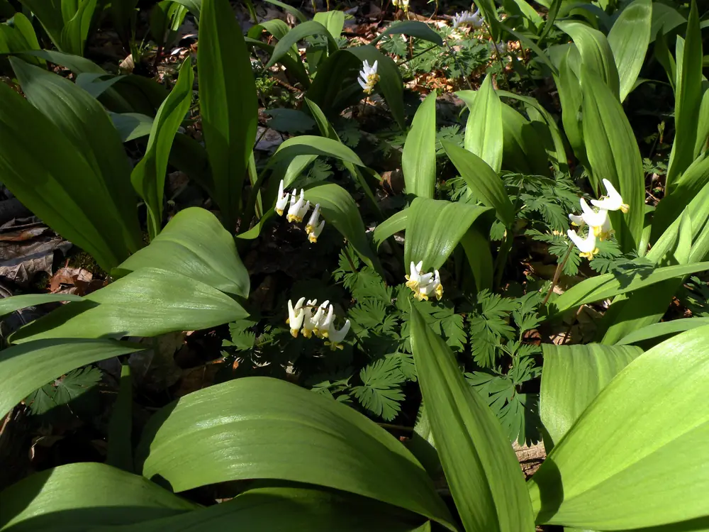Broad green ramp leaves fill a woodland floor around fern-like Dutchman's breeches leaves and sprays of white and yellow flowers.