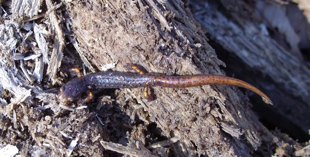 A slender dark brown salamander with orange legs and a long tail crawls across rotting wood.
