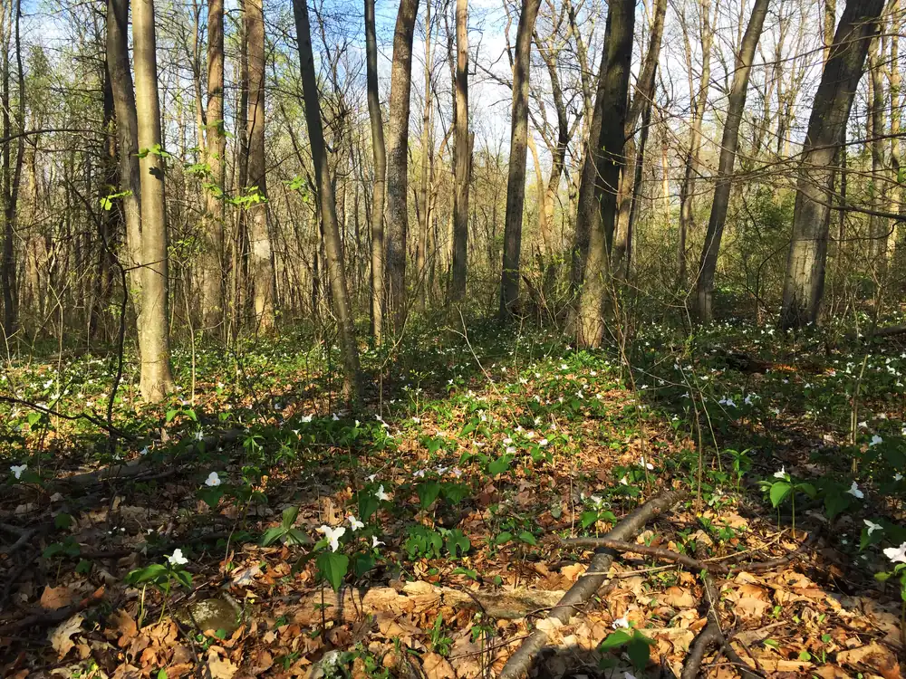 White trillium flowers scattered across a leaf-littered forest floor beneath tall bare-trunked trees with a few opening leaves.