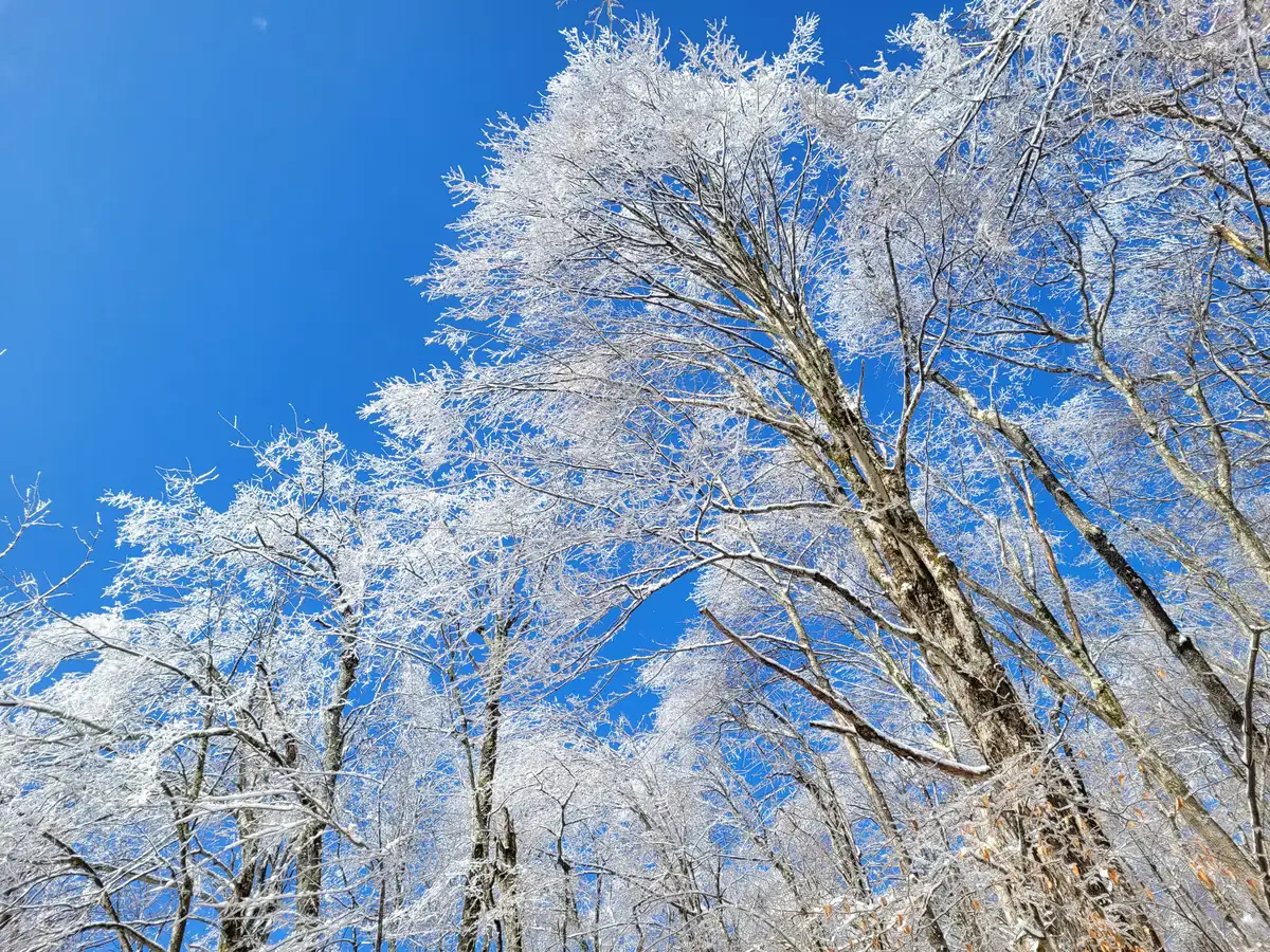 Bare hardwood trees coated white with rime ice against a deep blue sky.