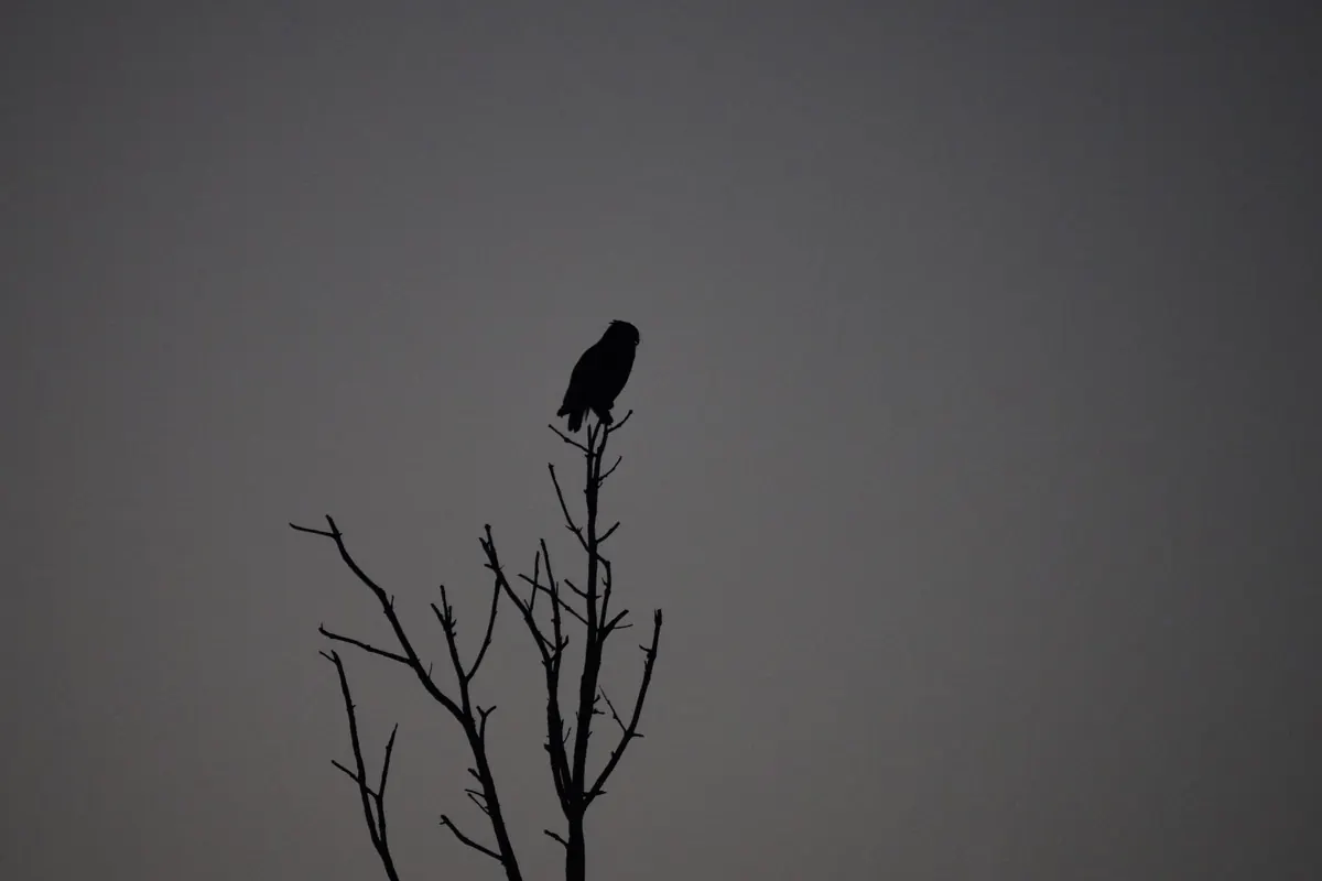 Silhouette of a large owl perched at the top of a bare, leafless tree against a gray dusk sky.