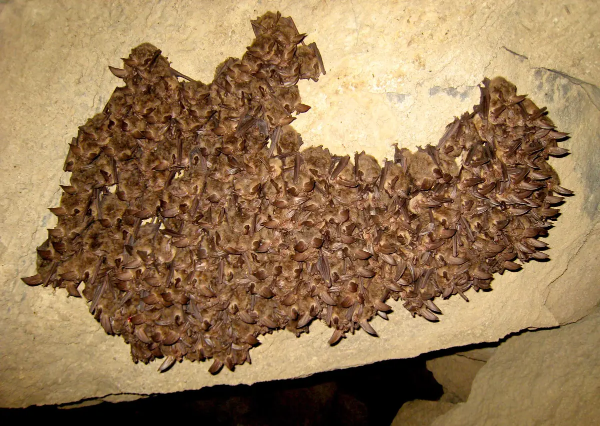 A large, tight cluster of brown bats with long ears hanging from a rock ceiling inside a cave.
