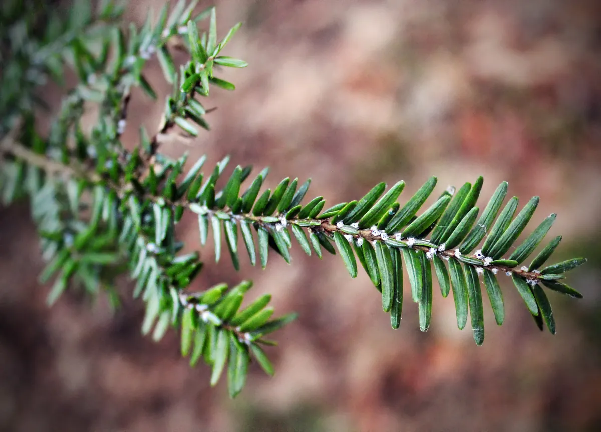 Close view of hemlock twigs with small white cottony tufts at the bases of the short green needles.