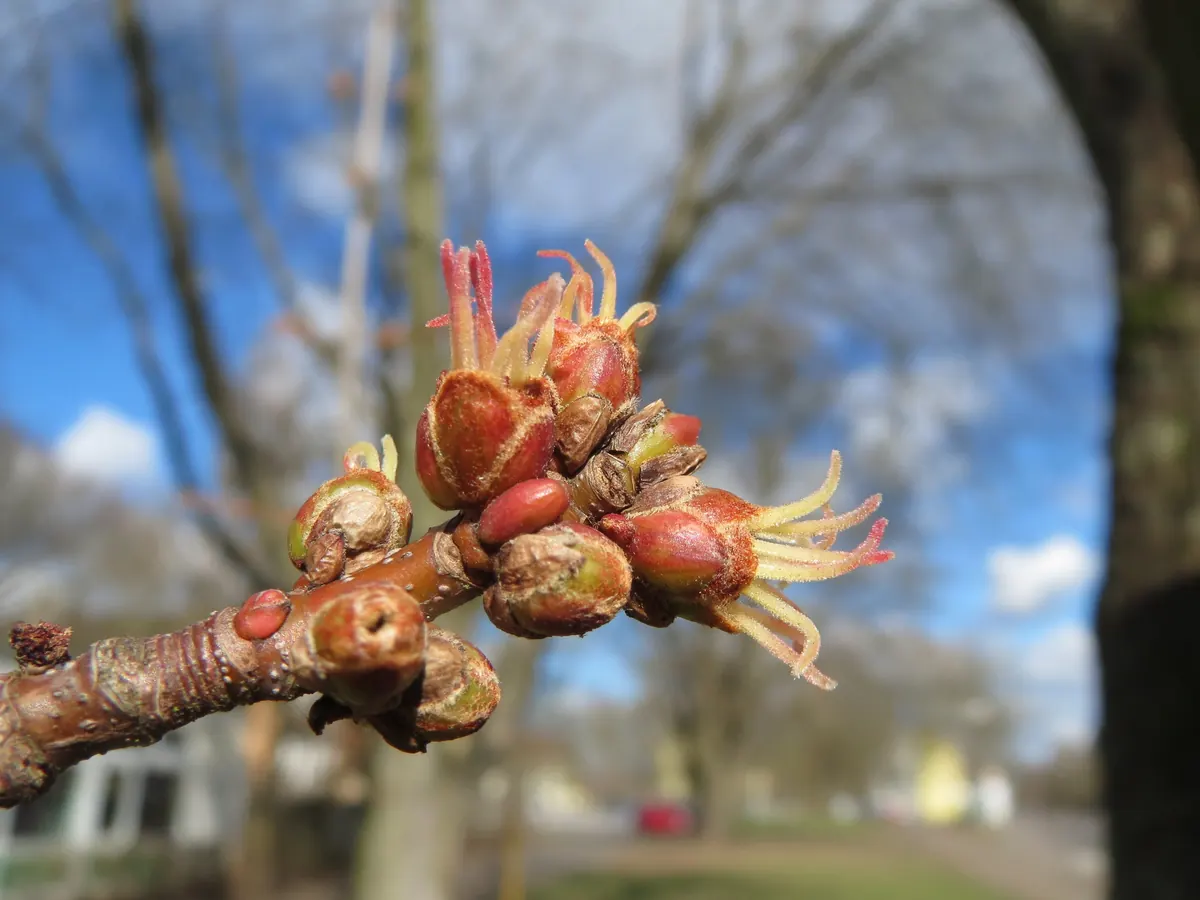 Close view of a bare twig tipped with a cluster of reddish silver maple flower buds opening into thin, pollen-tipped stamens.
