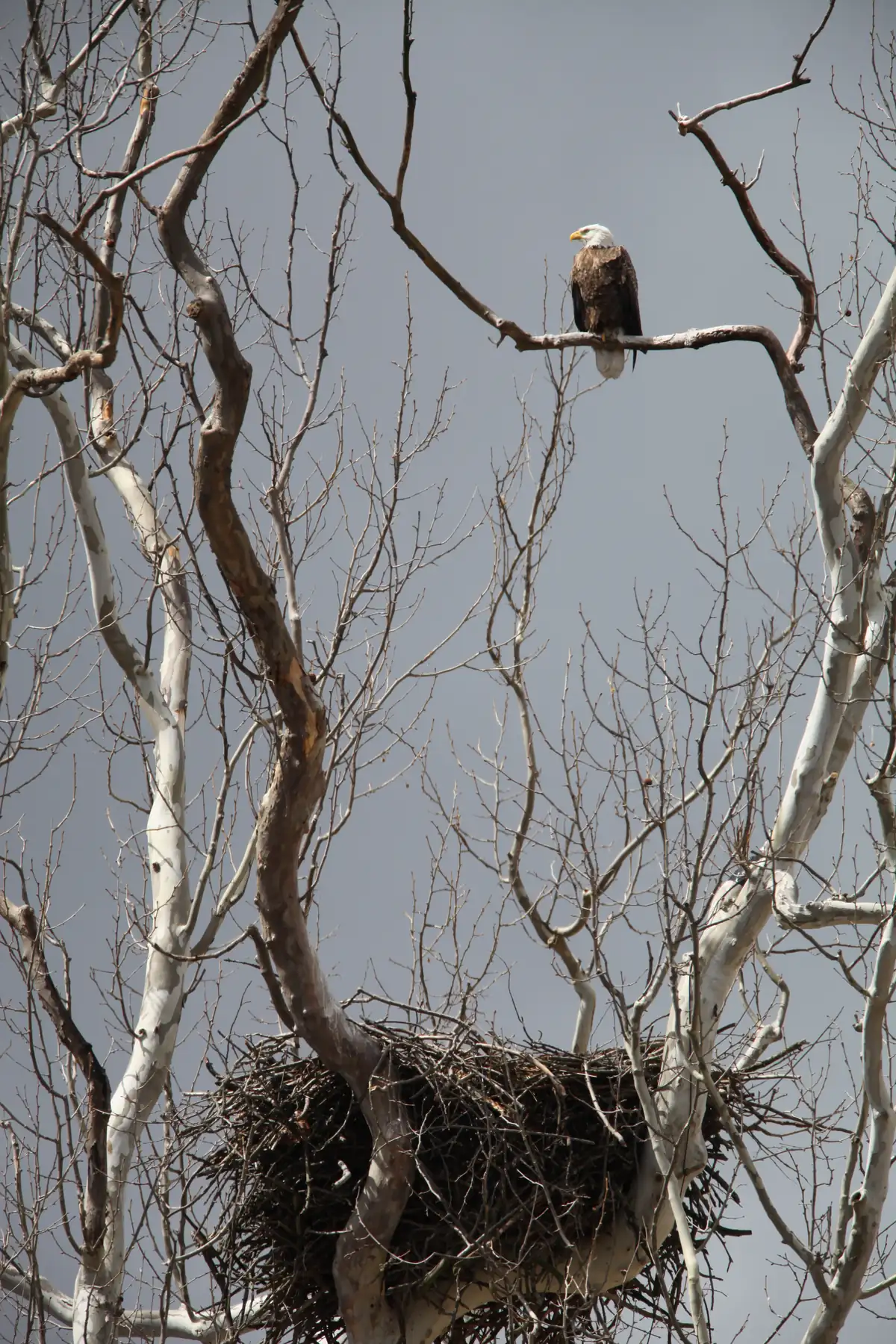 An adult bald eagle perched on a bare branch high above a large stick nest built in the fork of a pale-barked sycamore, against a gray sky.