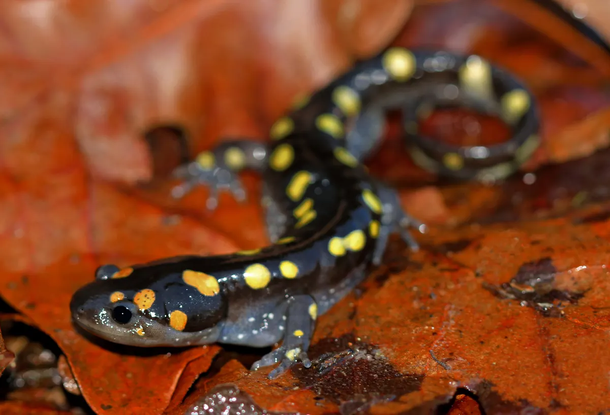 A black spotted salamander with bright yellow spots crawling over wet orange leaves.