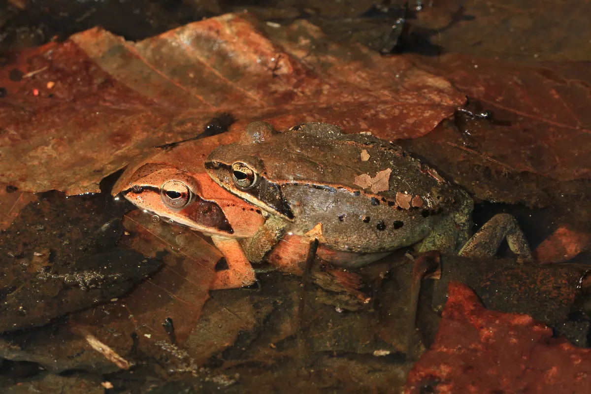 A tan wood frog with a dark mask through its eye resting among wet brown leaves at the edge of a pool.