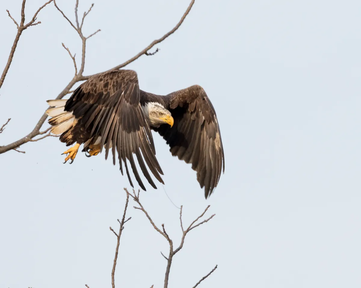An adult bald eagle with white head and tail on a bare branch against a pale sky.
