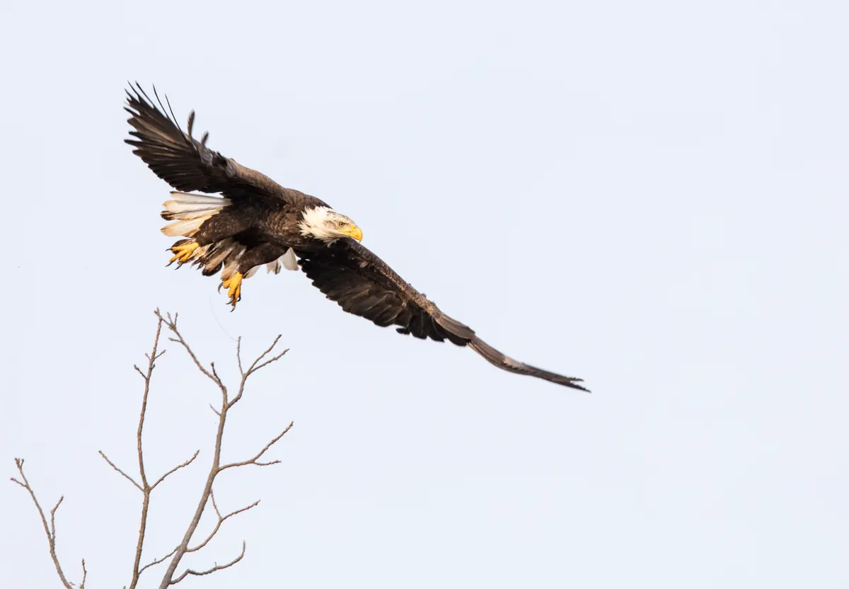An adult bald eagle with white head and tail leaping from a bare branch with wings half open against a pale sky.
