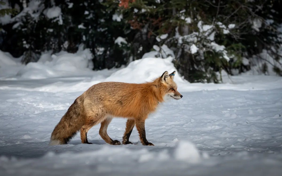 A red fox with a thick coat walking across deep snow with evergreens behind it.
