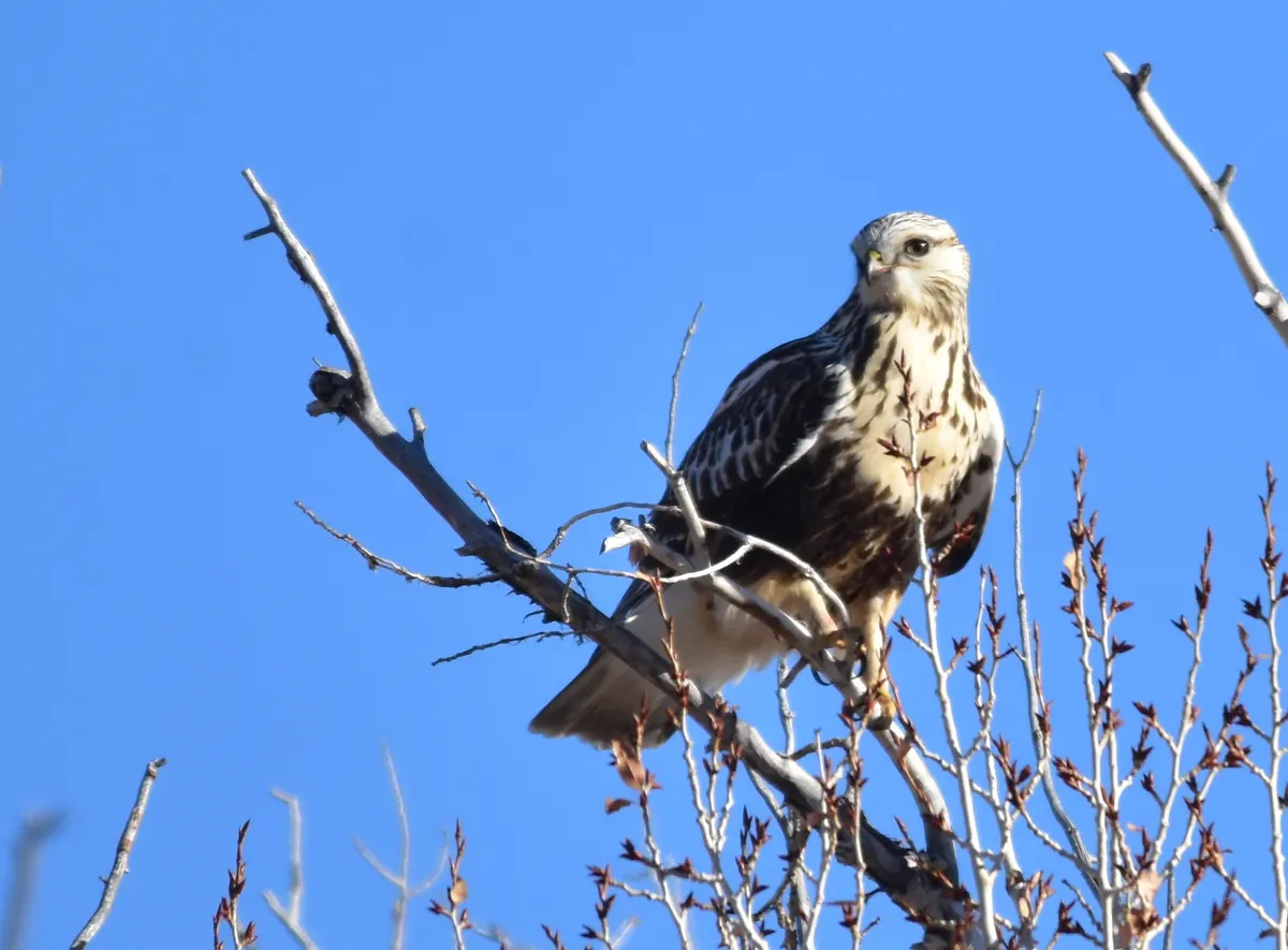 A heavily marked rough-legged hawk perched on a bare, leafless branch against a blue sky.