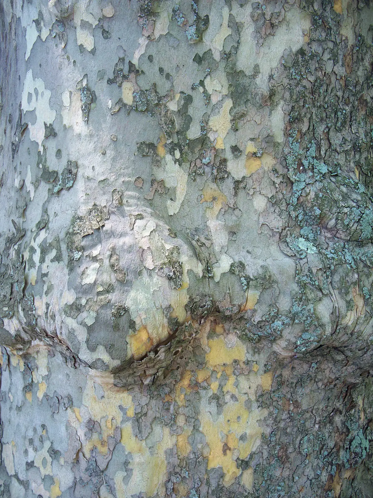 Close view of a tree trunk with patchy, flaking bark in gray, cream, yellow and pale green, spotted with lichens.