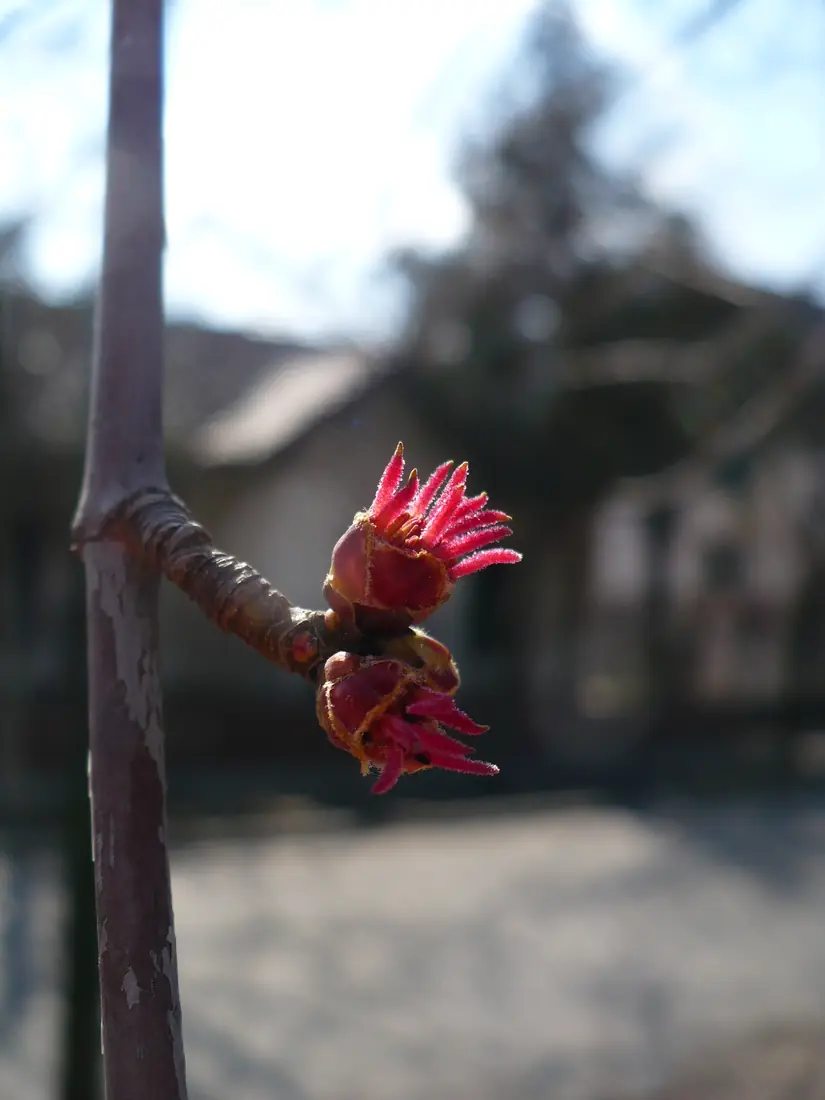A cluster of red maple flowers with bright red stamens at the tip of a bare twig, with a blurred building behind.