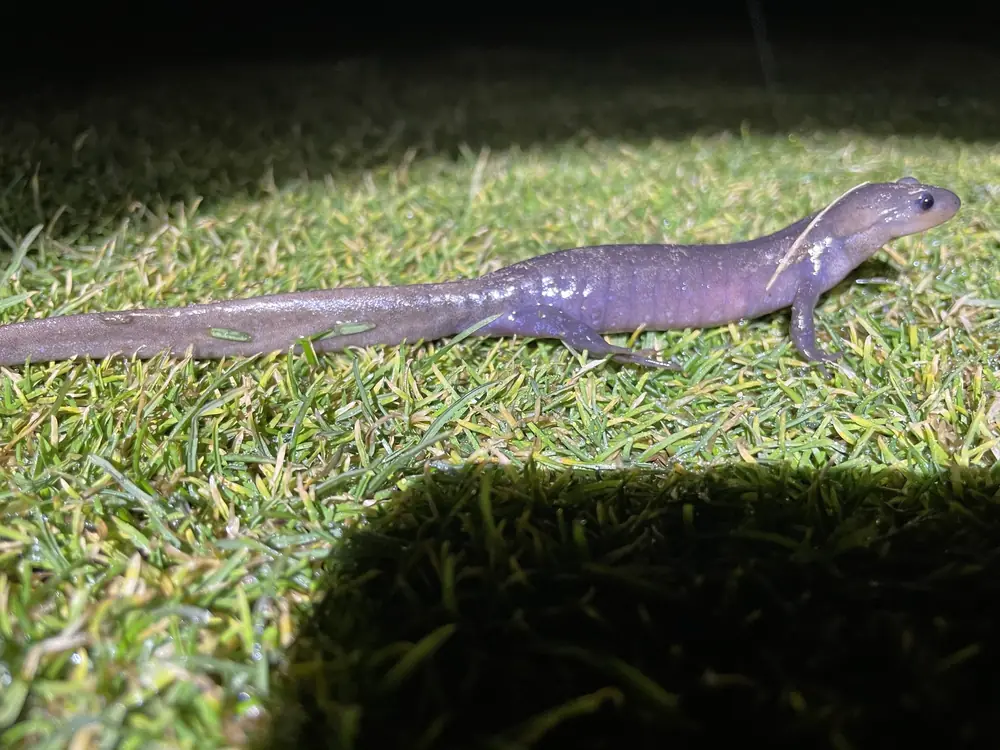 A slender gray-brown salamander with long toes walking across short grass at night under a flashlight.