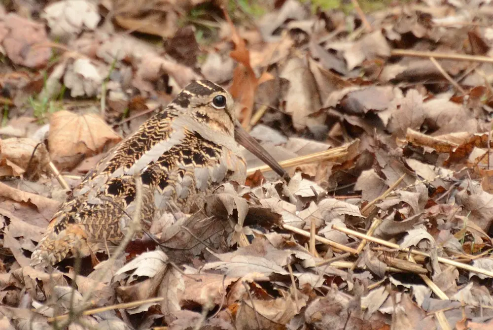 A plump, long-billed brown woodcock with a large dark eye stands among dry fallen leaves.