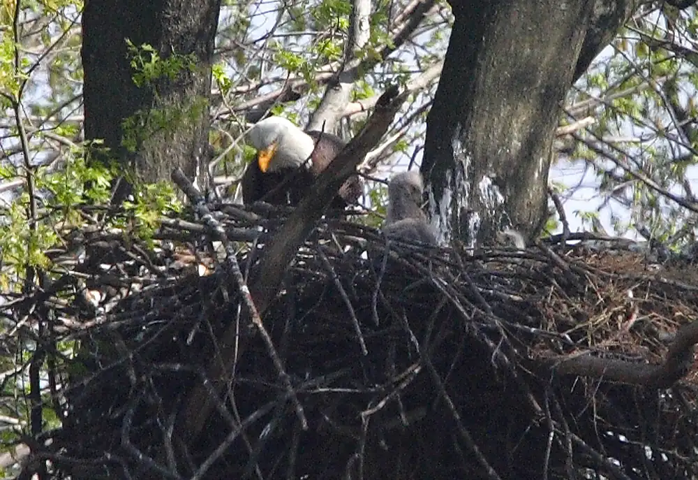 An adult bald eagle with a white head stands at the edge of a large stick nest beside a gray downy eaglet.