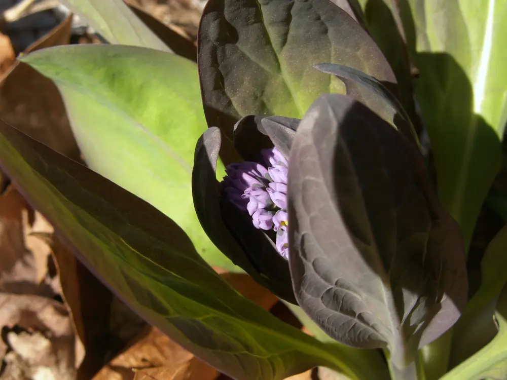 Purple-gray leaves unfurl around a cluster of pale violet flower buds of Virginia bluebells above brown leaf litter.