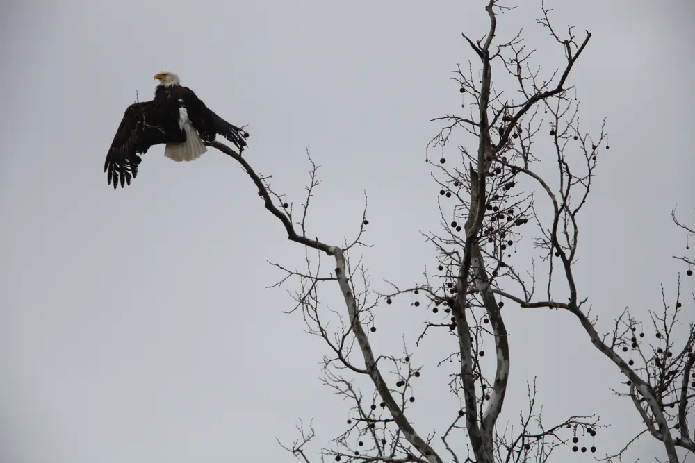 A bald eagle with wings half open lands on a high bare branch of a sycamore against a gray sky.