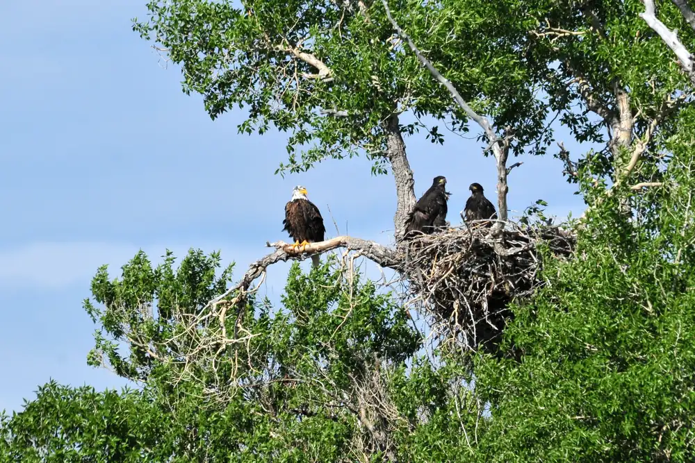 Two nearly full-grown bald eagle chicks with brown and white feathers stand on a large stick nest.