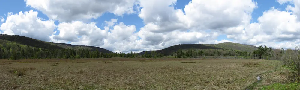 A wide view across a flat, grassy mountain bog with spruce forest and cloudy sky behind it.