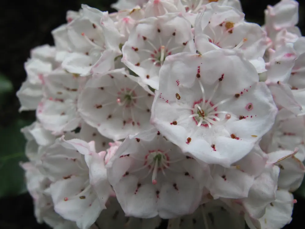 Clusters of pale pink and white mountain laurel blossoms with dark green leaves fill the frame.