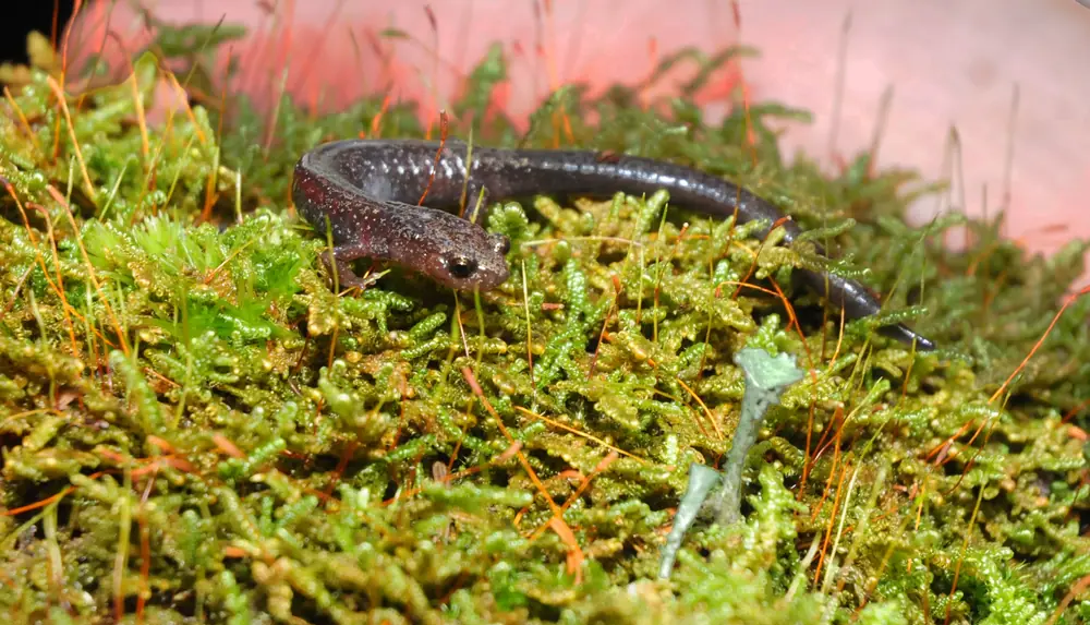 A small dark salamander with fine pale flecks rests on a bed of wet leaves.