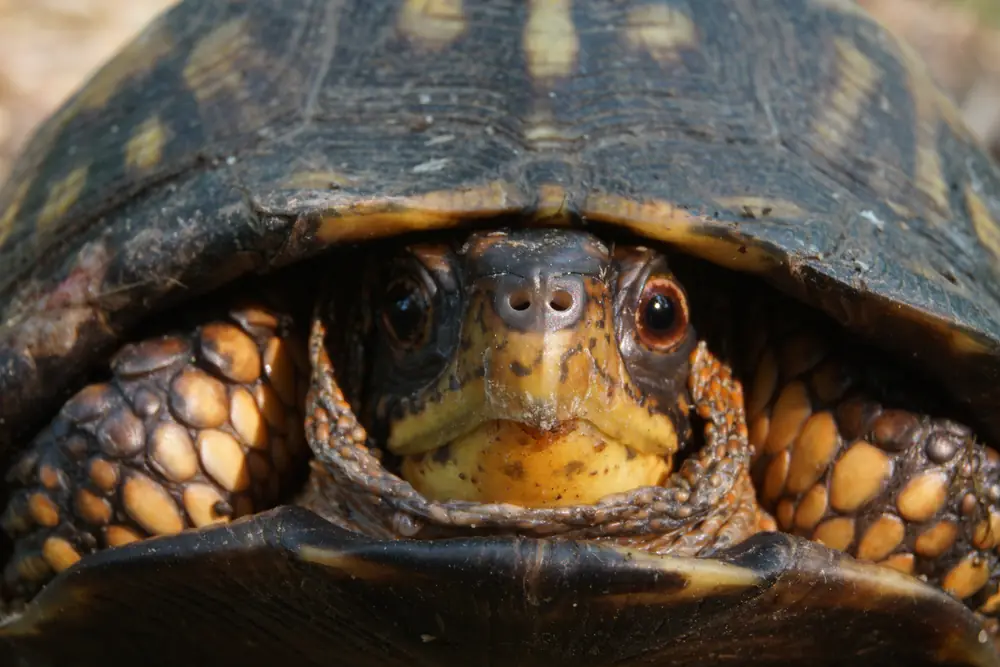 An eastern box turtle with a high domed brown shell marked in yellow-orange walks across leaf litter.
