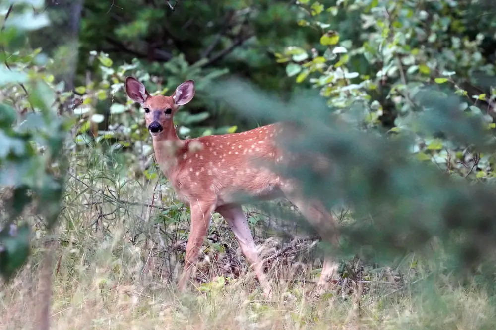 A spotted white-tailed deer fawn grazes in grass beside a woodland edge.