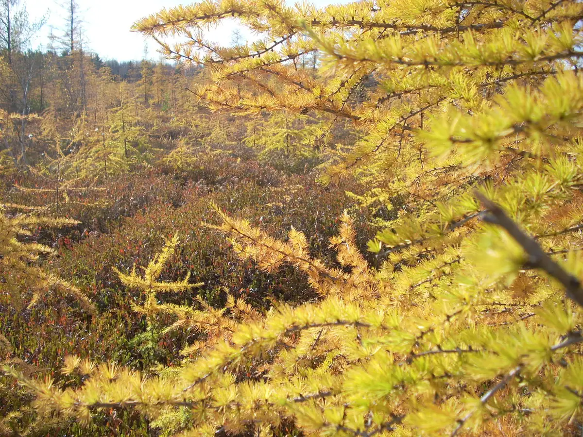 Tamarack trees with golden-yellow needles growing in a shrubby bog under a pale sky.