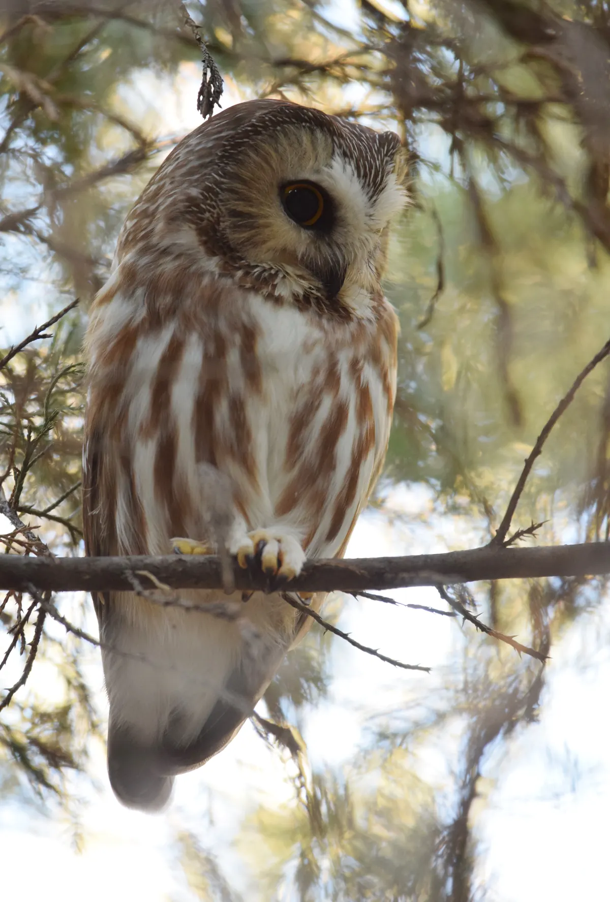 A small brown-and-white owl with a round head, streaked chest and yellow eyes perched on a thin branch among conifer needles.