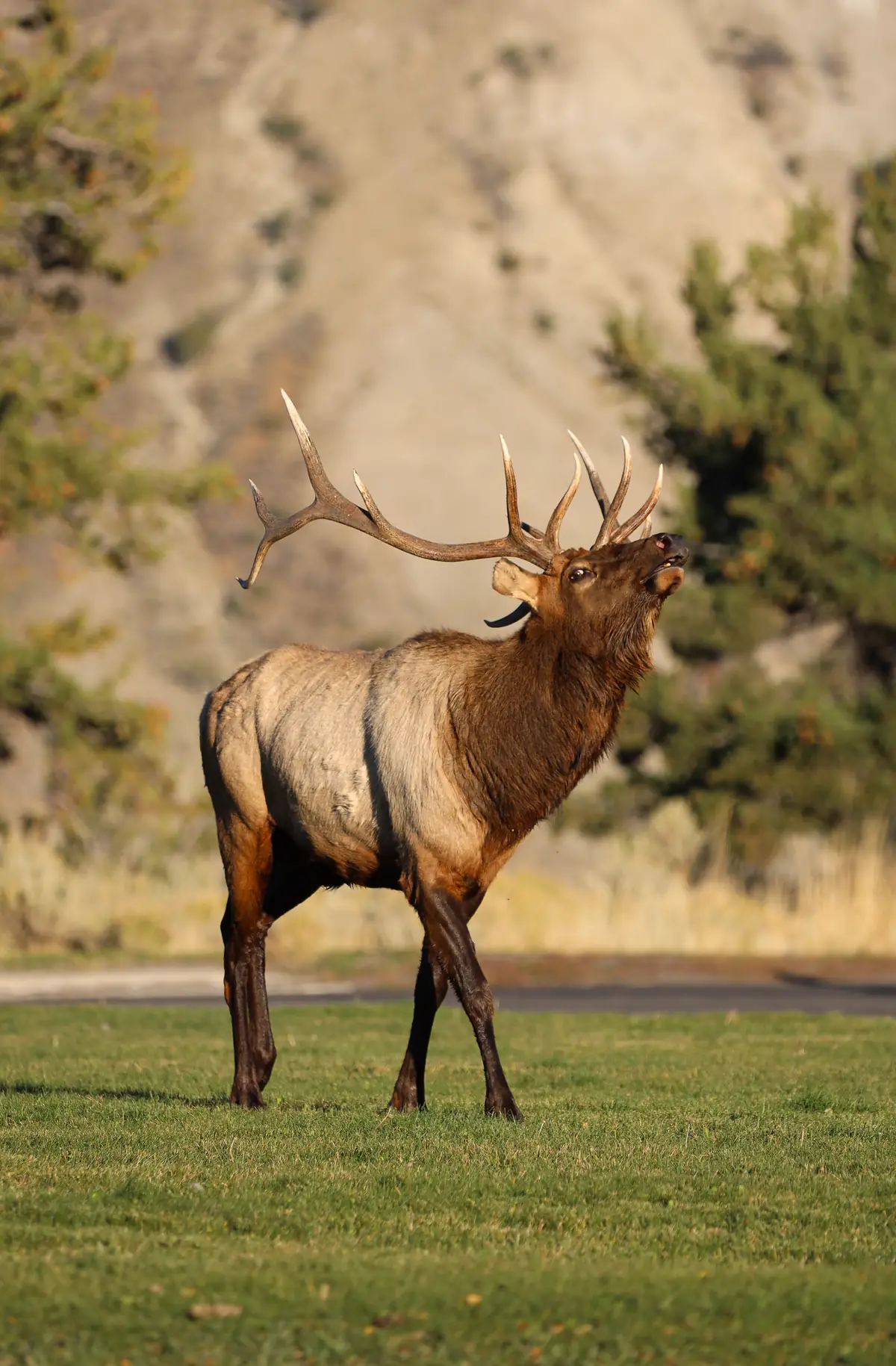 A bull elk with large branching antlers stands on grass with its head raised and mouth open, bugling.