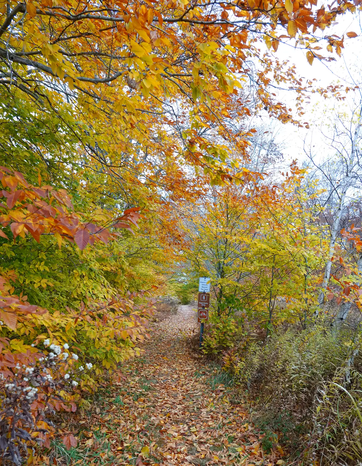 A leaf-covered footpath running under orange and yellow trees past a trail sign, with brushy shrubs at the side.