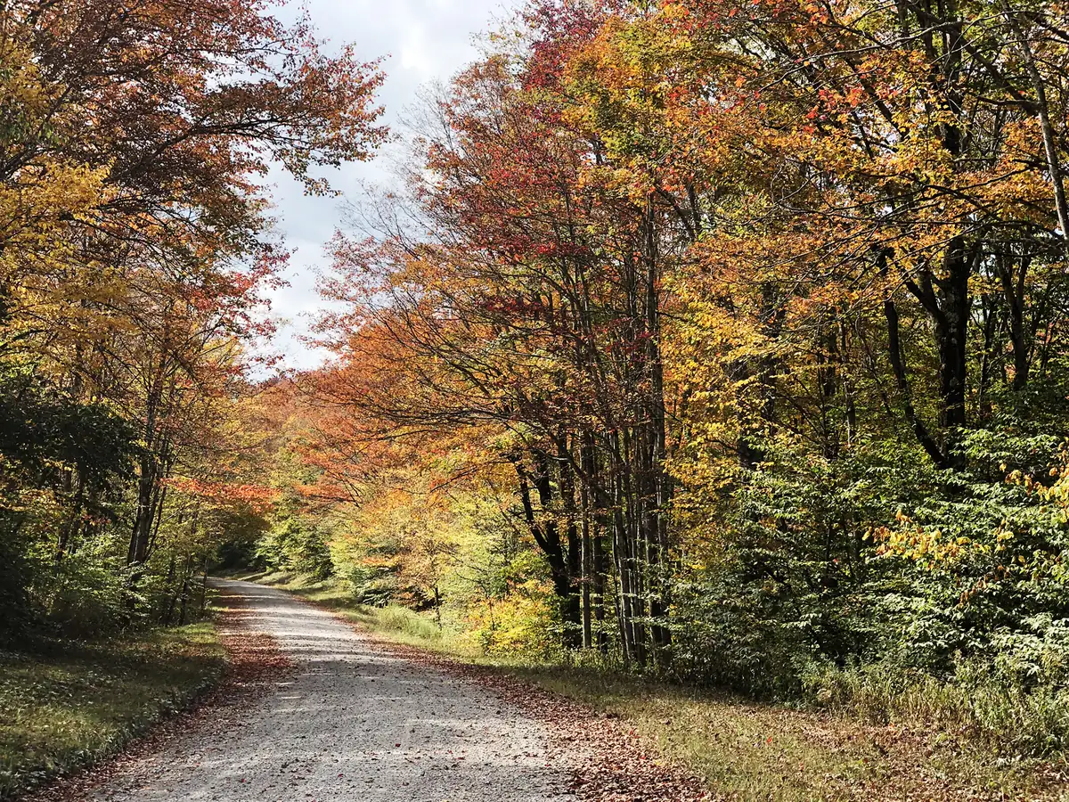 A gravel forest road lined with trees turning yellow, orange and red.