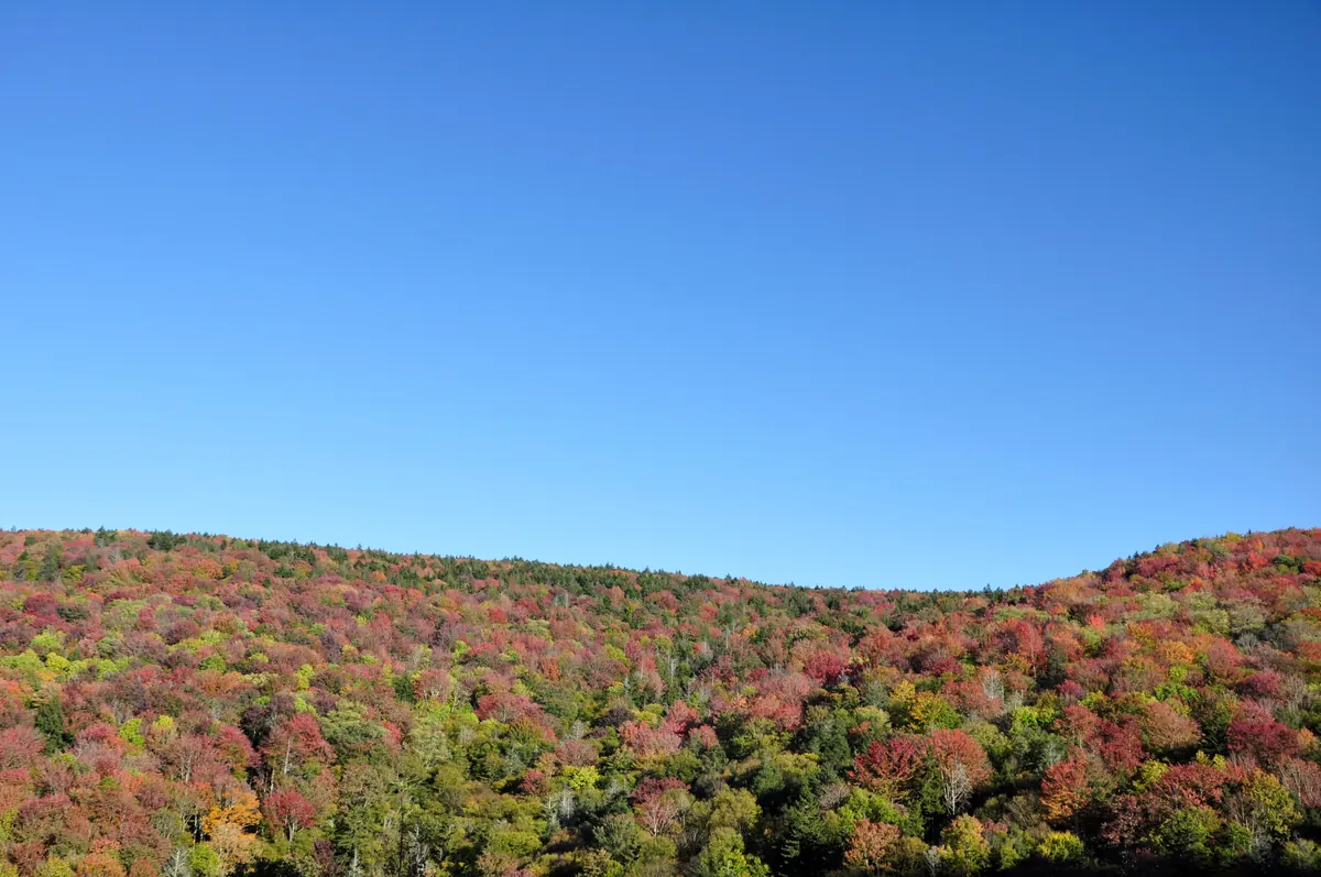 A rolling mountain ridge covered in red, orange and green autumn trees under a clear blue sky.