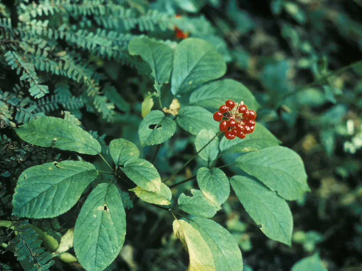 An American ginseng plant with toothed, five-part leaves and a cluster of bright red berries at its center.