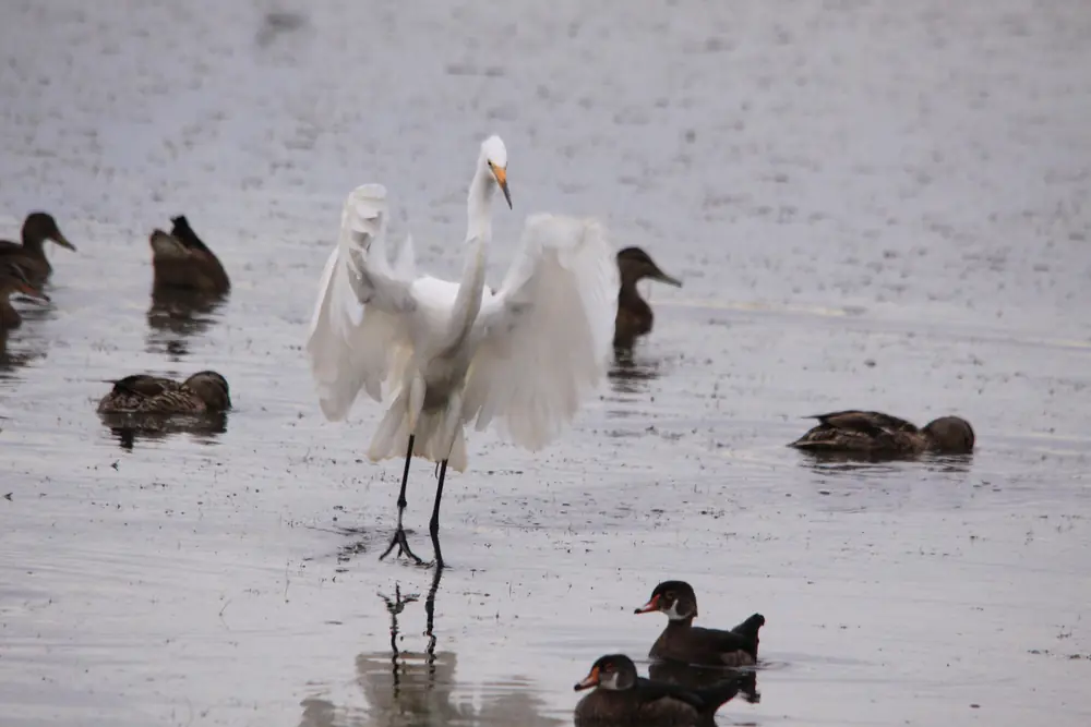 A great egret wades with wings half open among dabbling ducks in shallow, gray water.