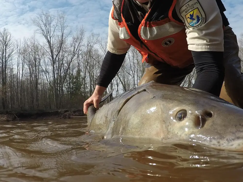 A fisheries biologist in an orange life vest steadies a very large lake sturgeon in brown river water, with bare trees along the bank behind.