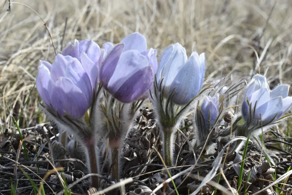 A cluster of pale purple-blue pasque flowers with fuzzy stems opens among dry tan prairie grass.