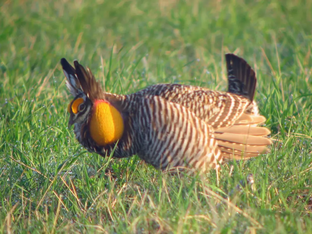 A male greater prairie-chicken with inflated orange air sacs and raised pinnae stands on short grass at a display ground.