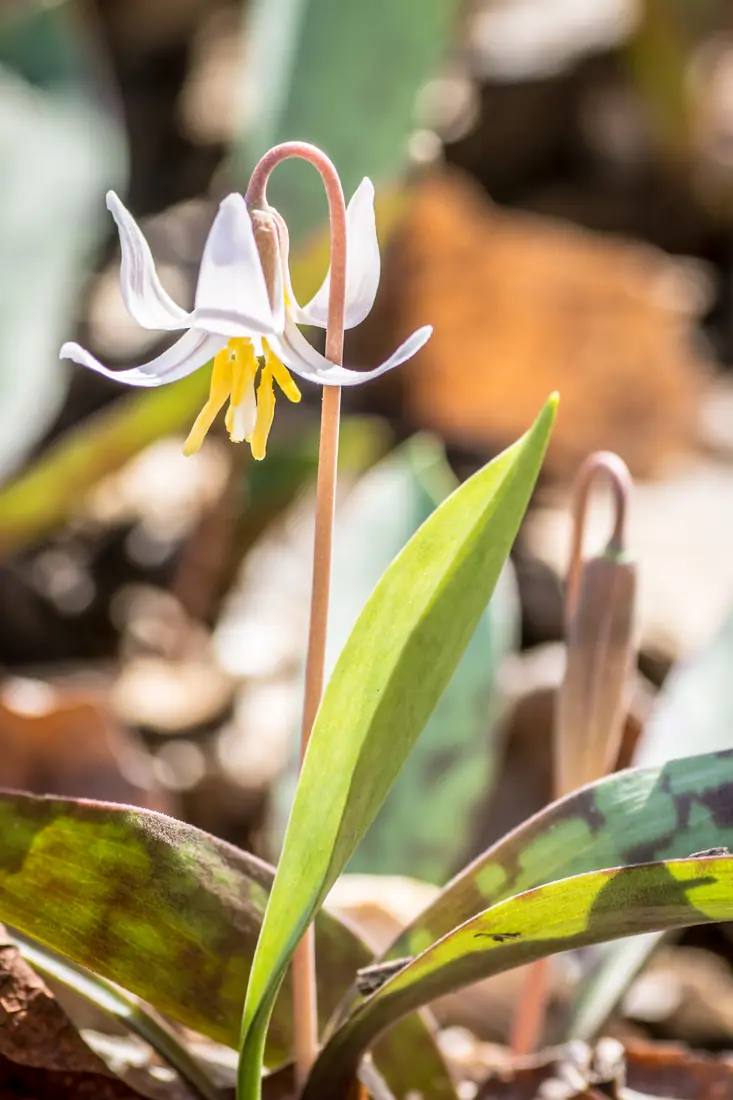 A white trout lily with swept-back petals rises from a pair of mottled green leaves on the forest floor.