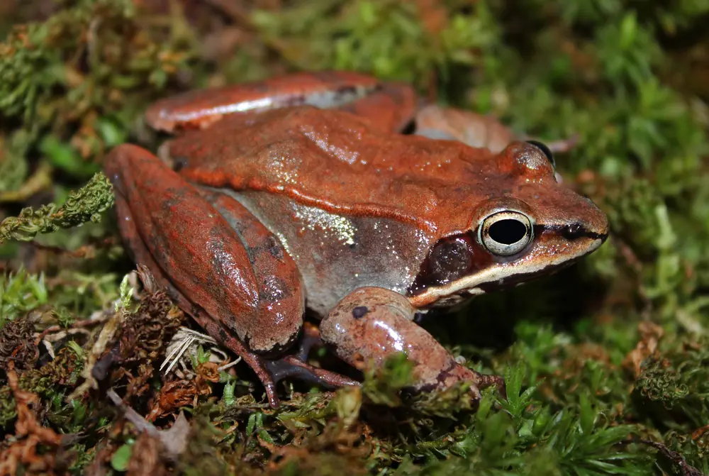 A reddish-brown wood frog with a dark eye mask crouches on bright green moss.