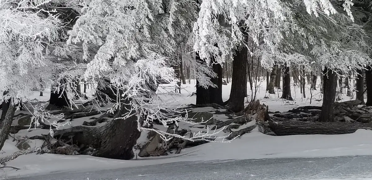 Conifers and bare branches coated in white hoar frost above a snow-covered lakeshore