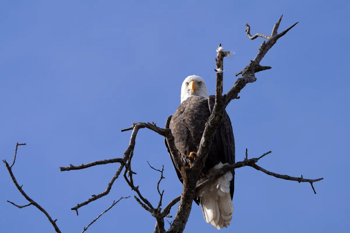 An adult bald eagle perched in the bare top of a dead tree against a blue winter sky